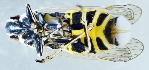 Hyalesthes obsoletus